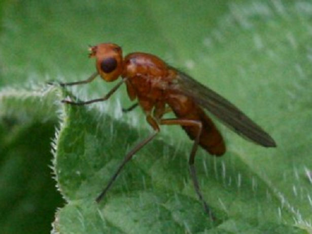 psilla del pero su foglia