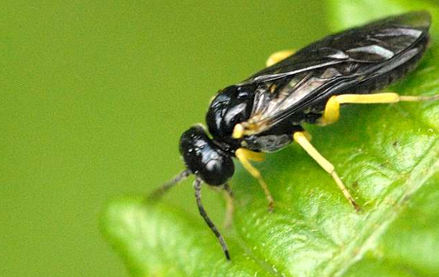 tentredine su foglia