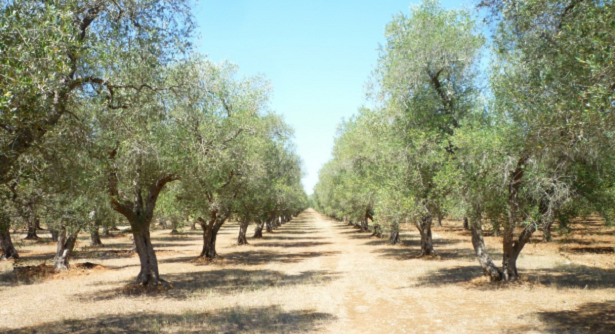 uliveto-Cocciniglia-mezzo-grano-di-pepe