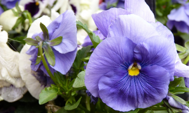 viola del pensiero lilla