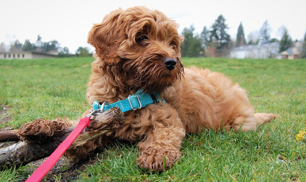 Labradoodle cucciolo