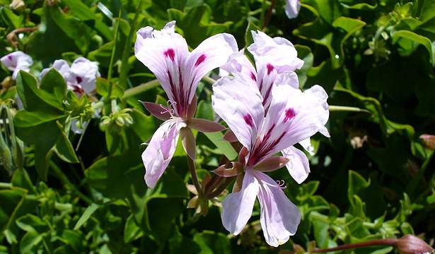 Pelargonium fiori Pelargonium fiori