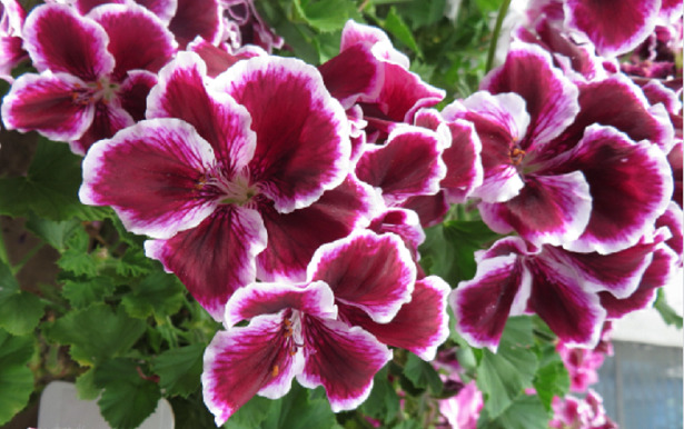 Pelargonium pianta