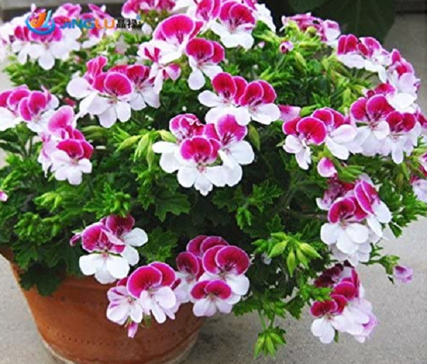 Pelargonium semi Pelargonium semi