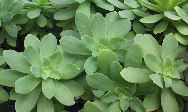 sedum palmeri