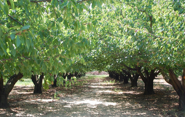 Zolfo anticrittogamico frutteto