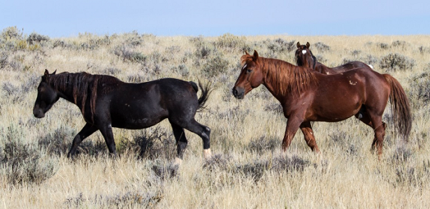 cavalli mustang al pascolo