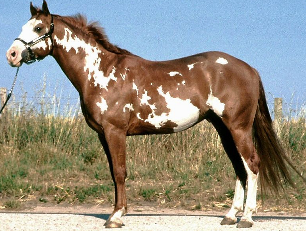 cavallo paint horse cavallo paint horse