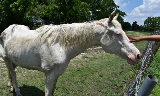 Cavallo Albino accarezzato