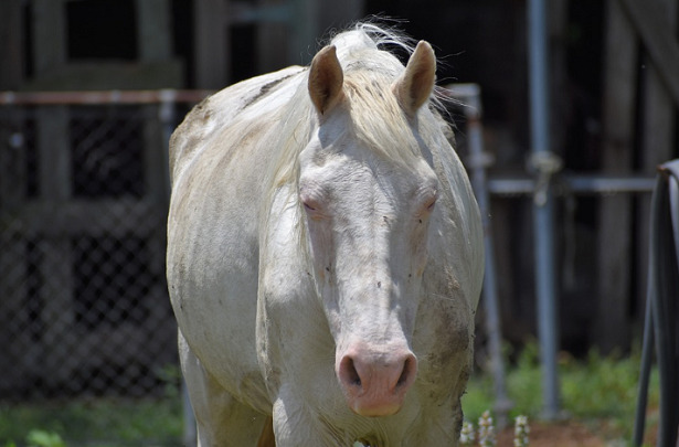 Cavallo Albino