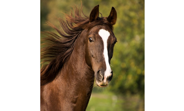 Cavallo American Saddlebred muso