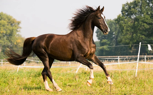 Cavallo American Saddlebred