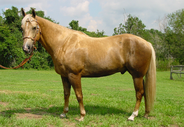 Cavallo Palomino Cavallo Palomino