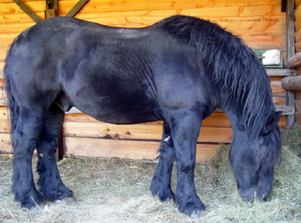 cavallo percheron