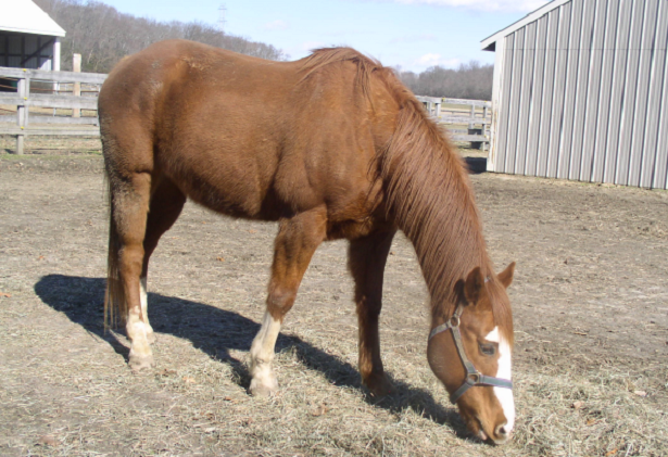 Cavallo Quarter Horse Cavallo Quarter Horse