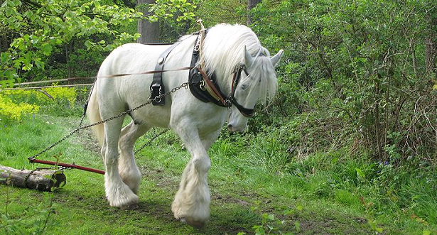 cavallo shire bianco cavallo shire bianco