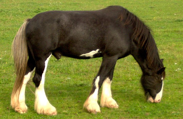 cavallo shire nero cavallo shire nero