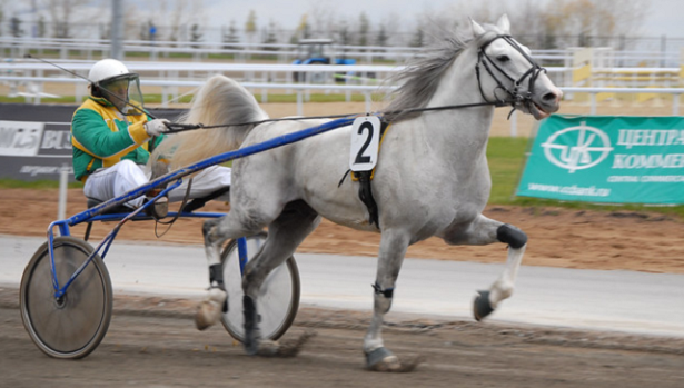 cavallo vladimir cavallo vladimir