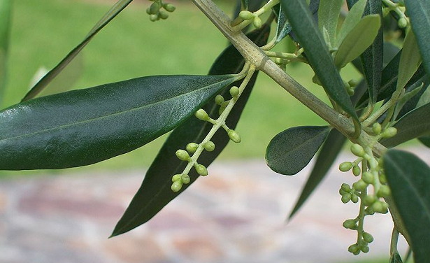 come concimare olivo