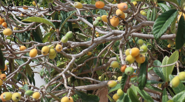 come potare il nespolo 