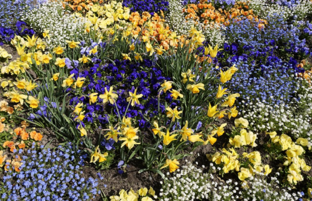 consociazione disposizione piante da fiore
