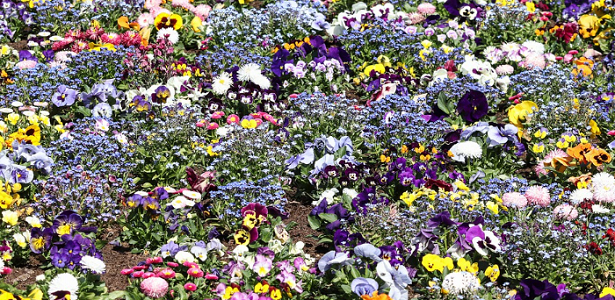 consociazione piante da fiore