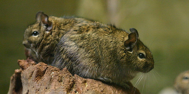coppia di Degu del Cile