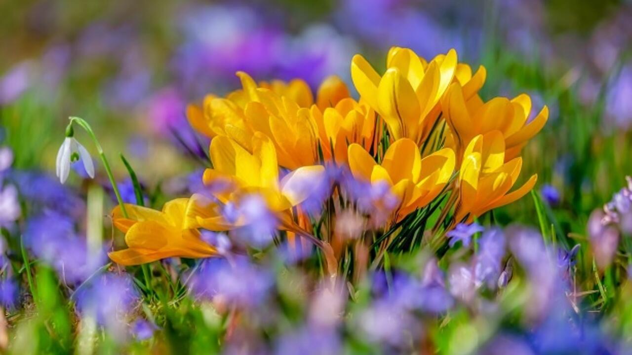 Crocus Come Piantarla E Farla Crescere Idee Green