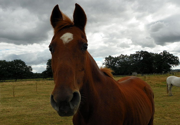 muso cavallo Purosangue inglese