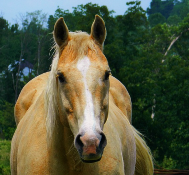 muso di Cavallo Palomino