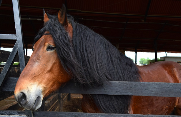 muso di cavallo percheron