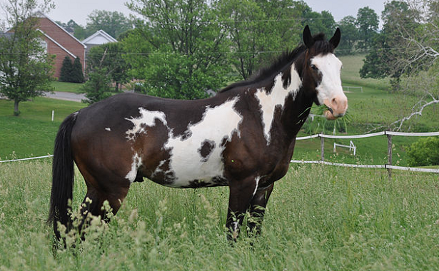 paint horse overo paint horse overo