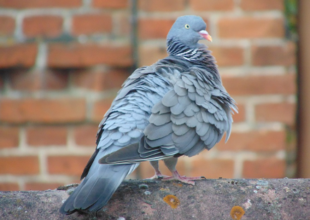 piccione viaggiatore
