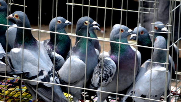 piccioni viaggiatori in gabbia