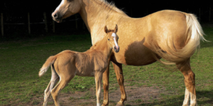 puledro cavallo persano