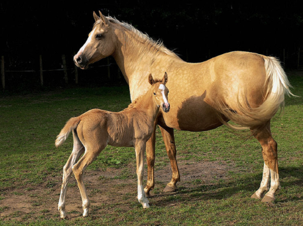 puledro cavallo persano