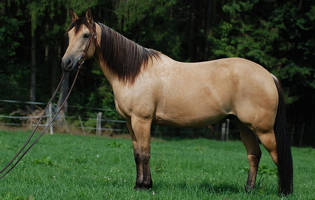 Quarter Horse nel prato Quarter Horse nel prato