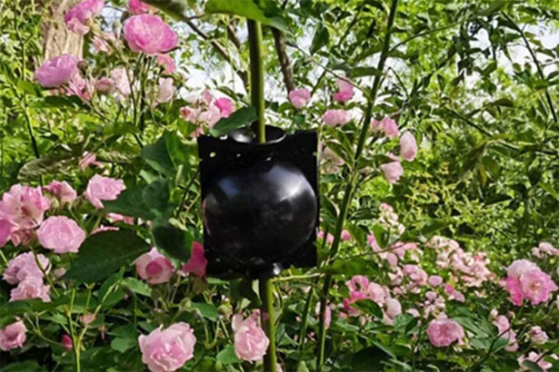 sfera per clonare piante