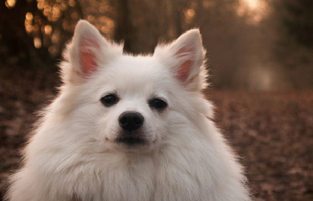 Spitz americano muso Spitz americano muso