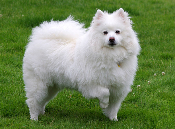 Spitz americano Spitz americano