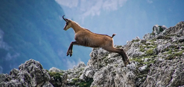 Animali con le corna camoscio