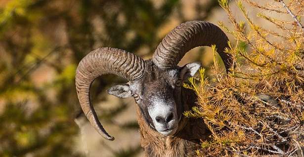 Animali con le corna muflone