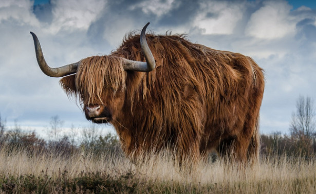 Animali con le corna yak