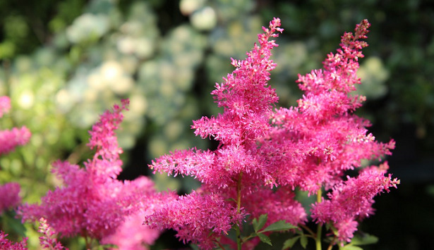 Astilbe fiori fucsia