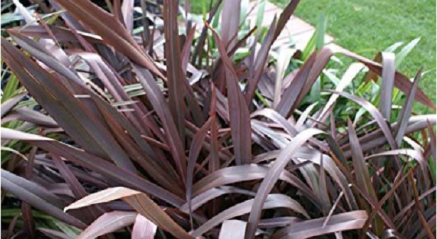 Phormium Tenax Purpureum