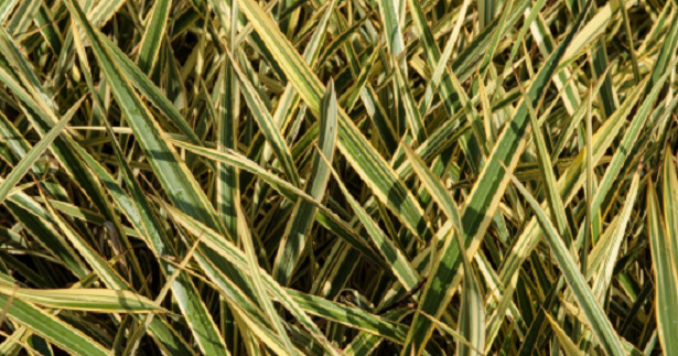 Phormium Tenax Variegatum