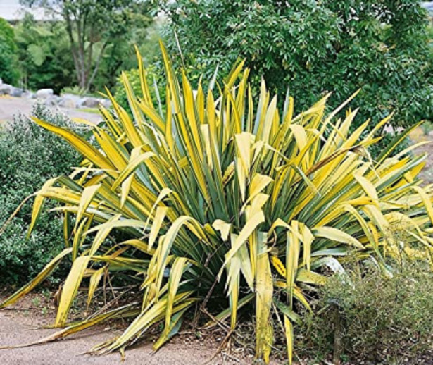 Phormium