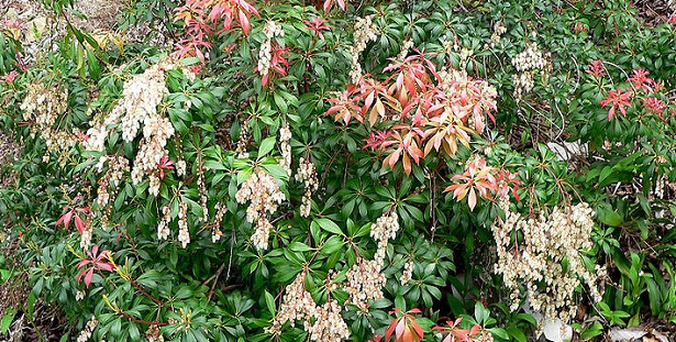 Pieris Andromeda
