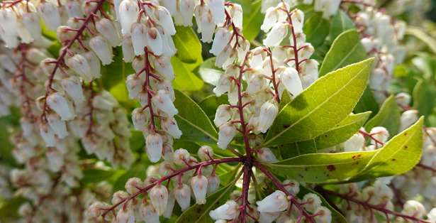 Pieris Japonica