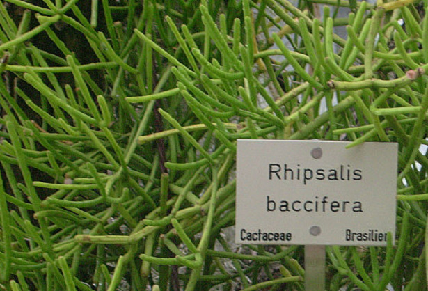 Rhipsalis baccifera